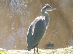 Ardea cinerea