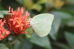 Catopsilia pomona