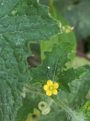 Cucumis maderaspatanus