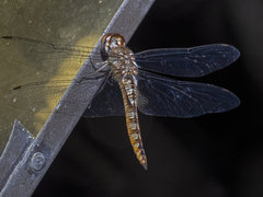 Pantala hymenaea