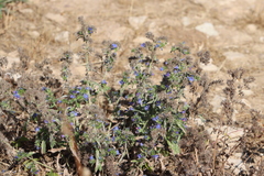 Echium vulgare