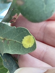 Andricus pattersonae