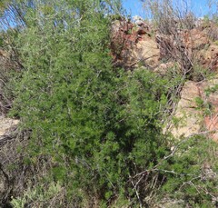 Asparagus retrofractus