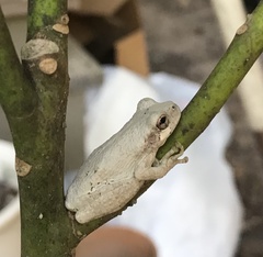 Hyla