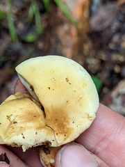 Tapinella panuoides