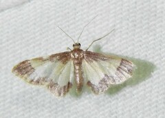 Idaea basinta