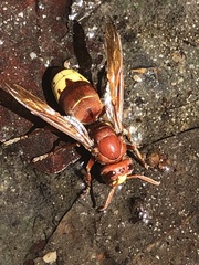 Vespa orientalis