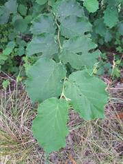 Corylus cornuta