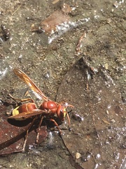 Vespa orientalis