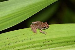 Pristimantis