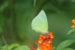Catopsilia pomona