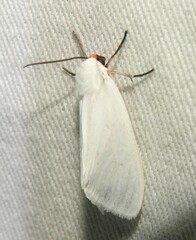 Pygarctia roseicapitis