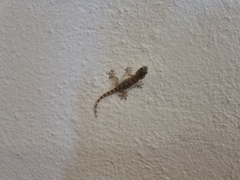 Tarentola mauritanica