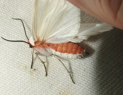Pygarctia roseicapitis
