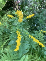 Solidago rugosa