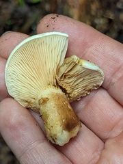 Tapinella panuoides