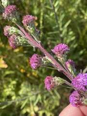 Liatris ligulistylis