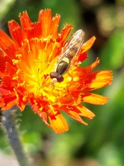 Syrphidae