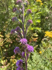 Liatris ligulistylis