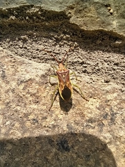 Gonocerus juniperi