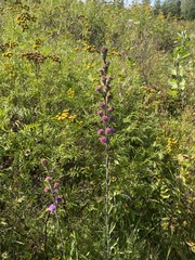 Liatris ligulistylis