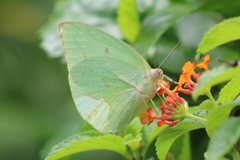 Catopsilia pomona