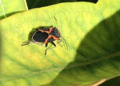 Lygaeus kalmii