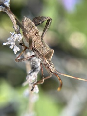 Leptoglossus phyllopus