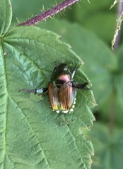 Popillia japonica