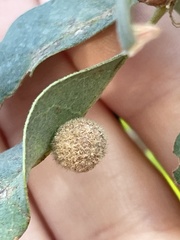 Cynips multipunctata