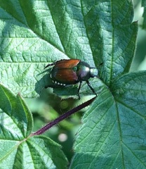 Popillia japonica