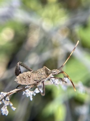 Leptoglossus phyllopus