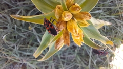 Spilostethus saxatilis