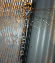 Aeshna tuberculifera