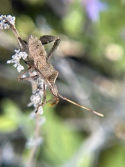 Leptoglossus phyllopus