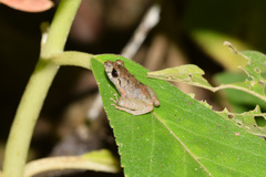 Pristimantis
