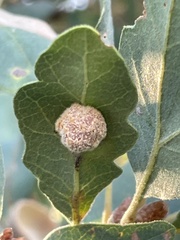 Cynips multipunctata