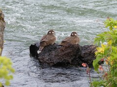 Histrionicus histrionicus