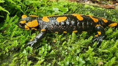 Salamandra salamandra