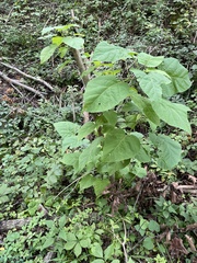 Catalpa speciosa