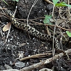 Heterodon platirhinos