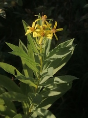 Senecio sarracenicus