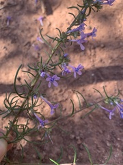 Ipomopsis multiflora