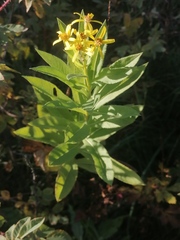 Senecio sarracenicus