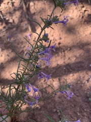 Ipomopsis multiflora