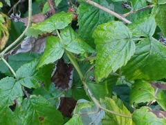 Rubus idaeus