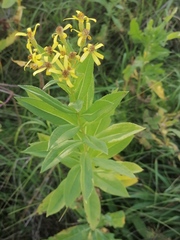 Senecio sarracenicus