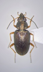 Bembidion confusum