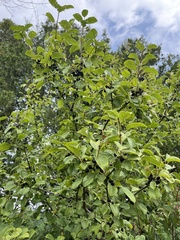 Rhamneae