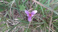 Colchicum lusitanum